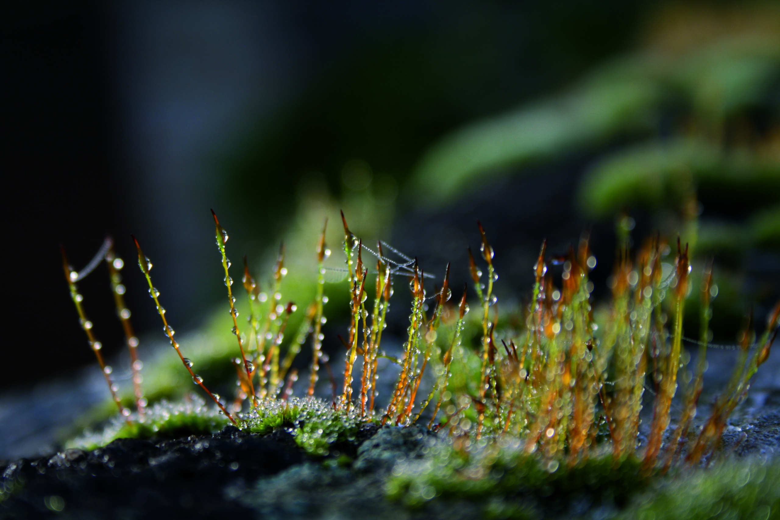 Mini Trees
